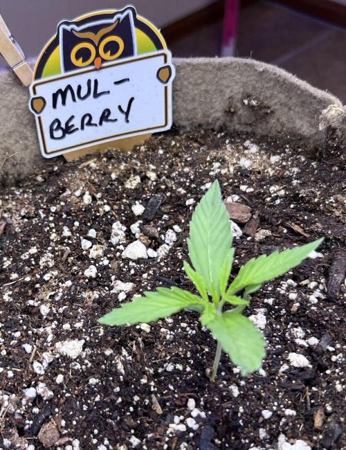 All in the Berries. Week 1 - Day 8