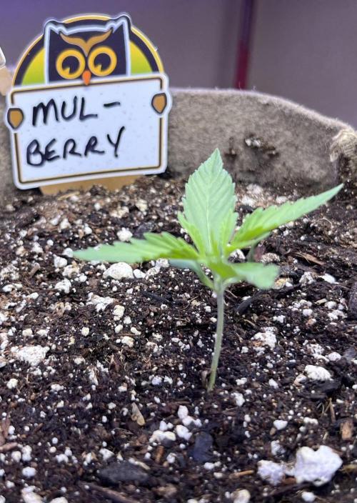 All in the Berries. Week 1 - Day 8