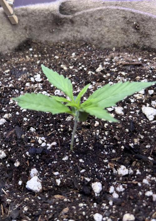 All in the Berries. Week 1 - Day 8