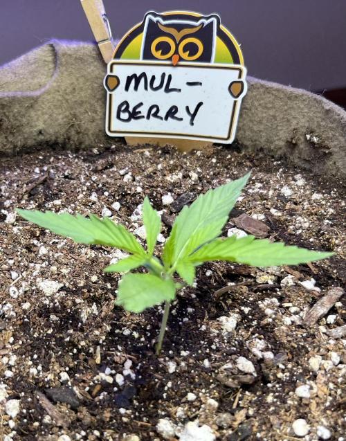 All in the Berries. Week 1 - Day 9
All is well 