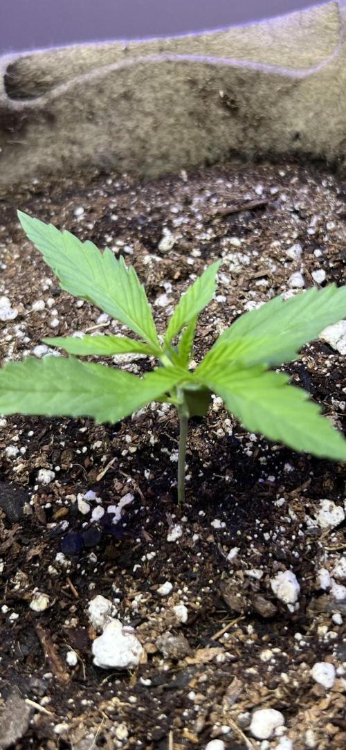 All in the Berries. Week 1 - Day 9
No water this morning 