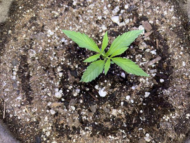 All in the Berries. Week 1 - Day 9