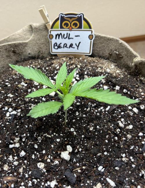 All in the Berries. Week 1 - Day 10
2.5 inches tall 