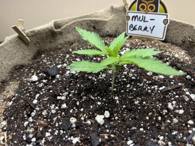 All in the Berries. Week 1 - Day 10
Doing great 