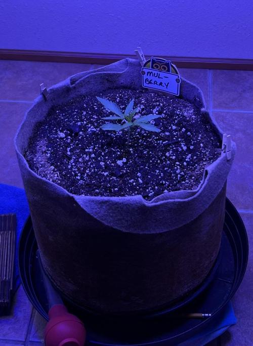 All in the Berries. Week 1 - Blue/White