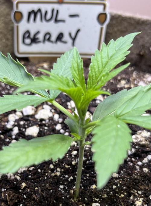 All in the Berries. Week 1 - Day 11 
Third set of true leaves formed/ branches appearing at each node 