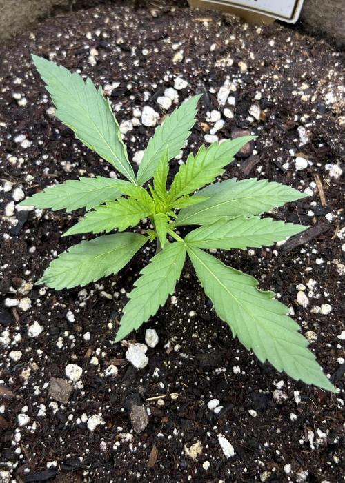 All in the Berries. Week 1 - Day 11
Happy girl 
Slight leaf curl 