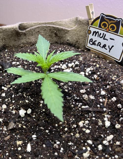 All in the Berries. Week 1 - Day 11
On blue/ white spectrum for 24 hours. Doing well 