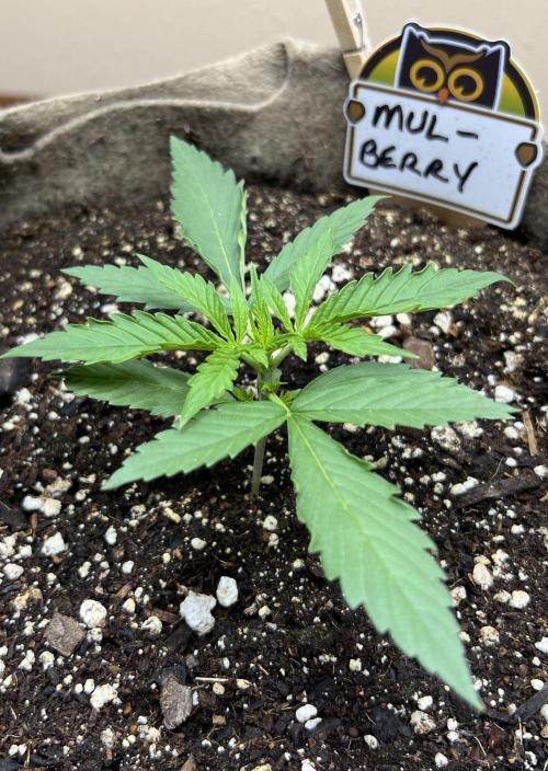 All in the Berries. Week 1 - Day 12
Temp 80
Humidity 55