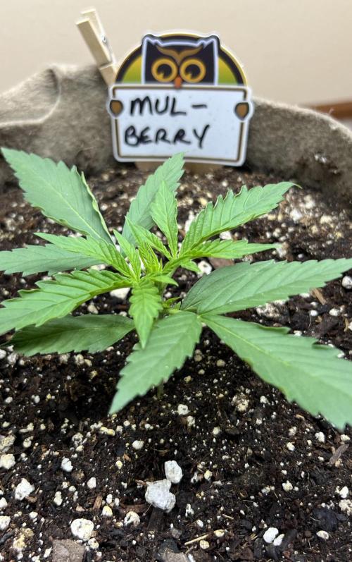 All in the Berries. Week 1 - Day 12
2.75 inches tall 