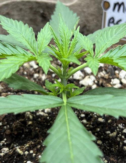 All in the Berries. Week 1 - Day13
