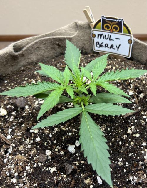 All in the Berries. Week 1 - Day 13
3 inches tall 