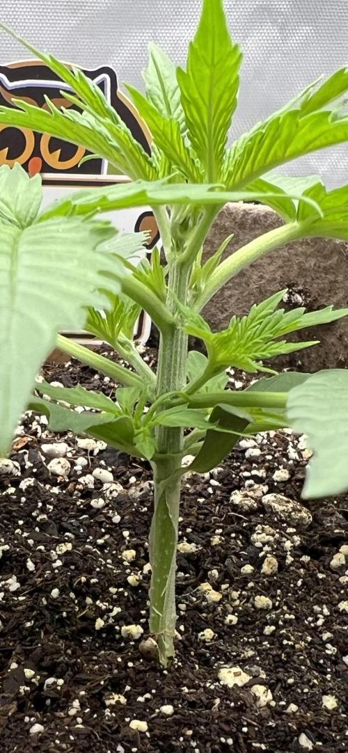 All in the Berries. Week 2 - Mulberry 
Day 14