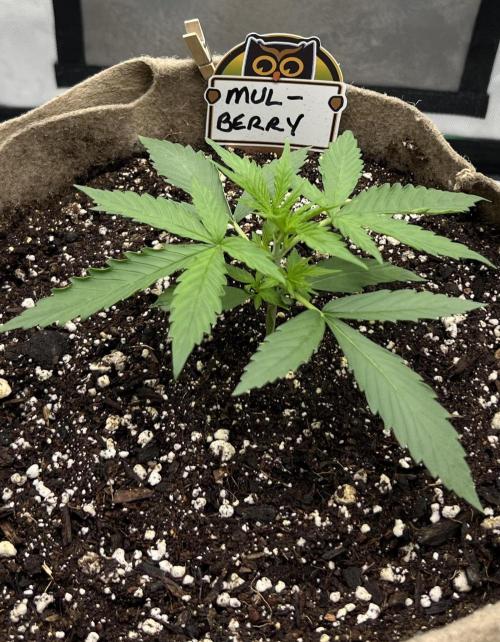 All in the Berries. Week 2 - Day 14