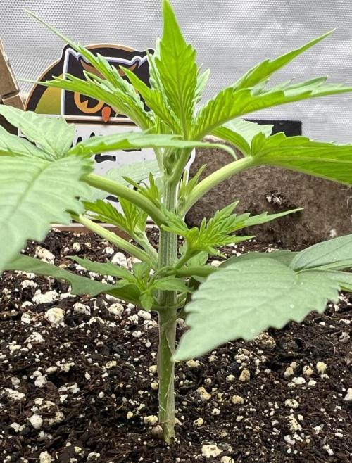 All in the Berries. Week 2 - Day 14
3.5 inches tall 