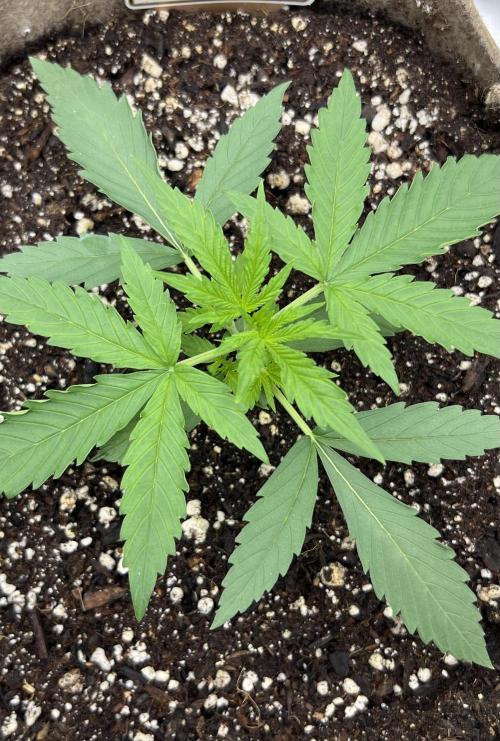 All in the Berries. Week 2 - Day 14
9 inches wide 