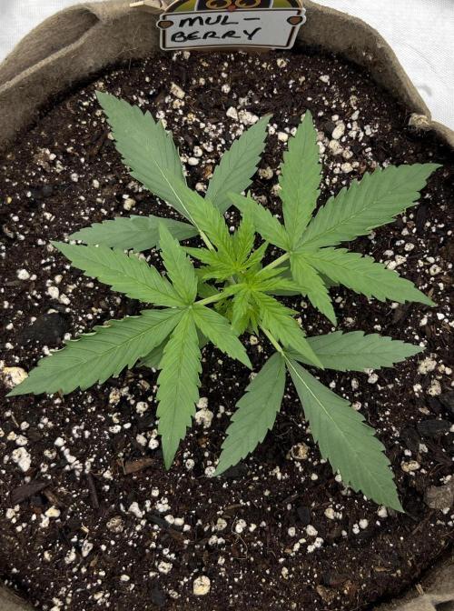 All in the Berries. Week 2 - Day 14