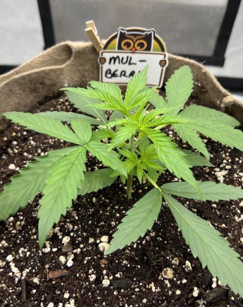 All in the Berries. Week 2 - Day 15
All is good 