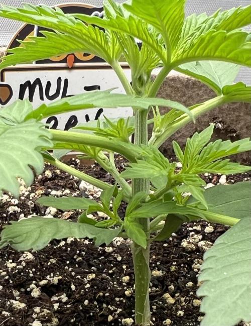 All in the Berries. Week 2 - Day 15
Starting to get some stretch 