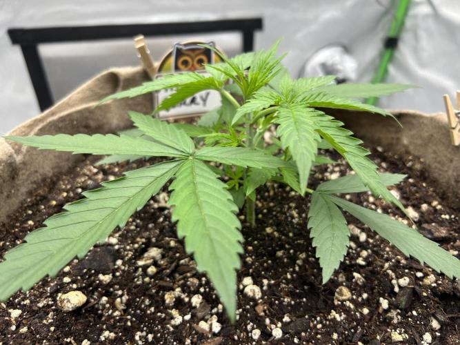 All in the Berries. Week 2 - Day 16
Temp 77
Humidity 55