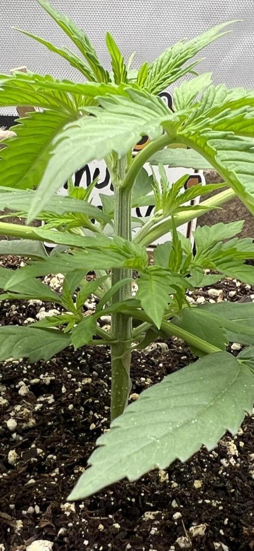 All in the Berries. Week 2 - Day 16
4 inches tall 