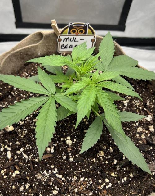 All in the Berries. Week 2 - Day 16
12 inches across 
Healthy girl so far 