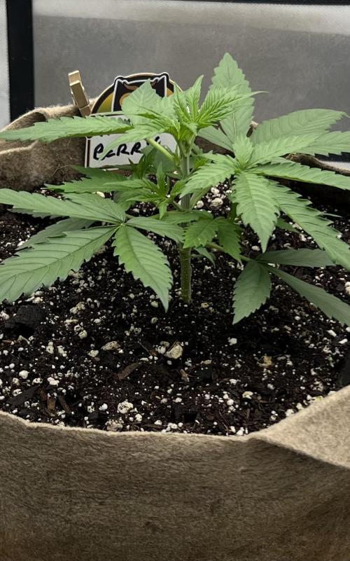 All in the Berries. Week 2 - Day 17