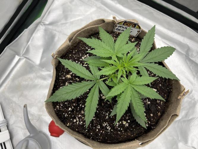 All in the Berries. Week 2 - Day 17