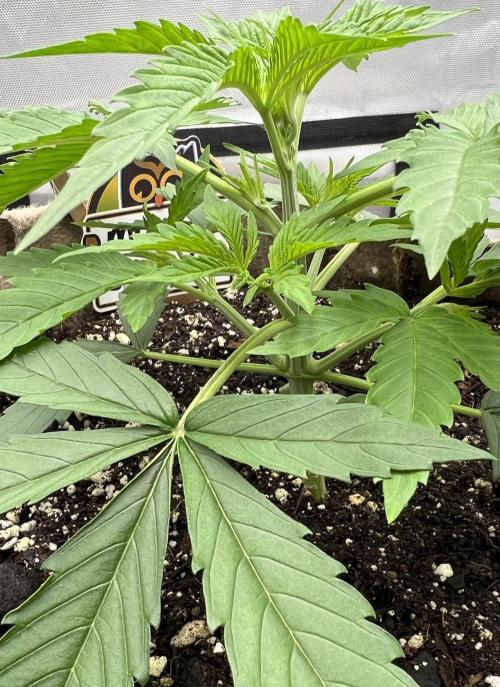 All in the Berries. Week 2 - Day 18