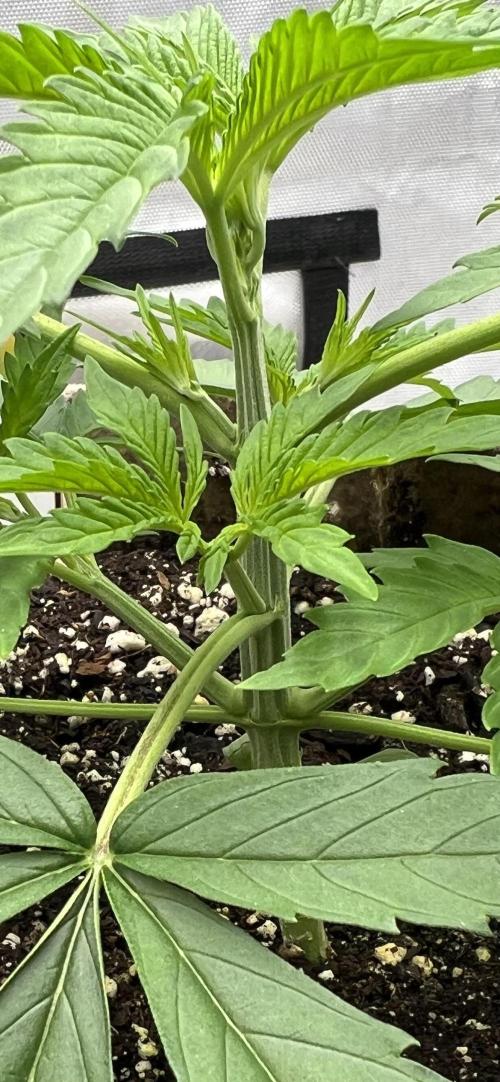 All in the Berries. Week 2 - Day 18