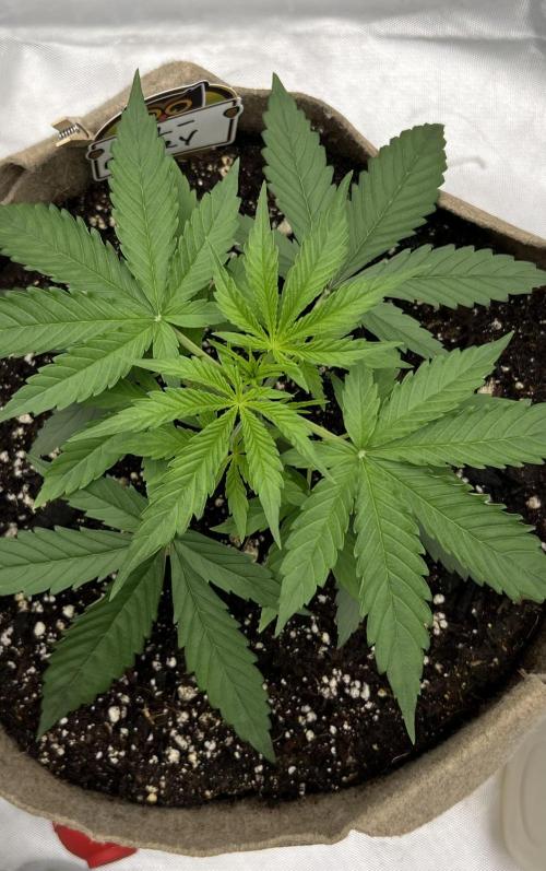 All in the Berries. Week 2 - Day 18