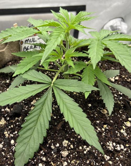 All in the Berries. Week 2 - Day 18
