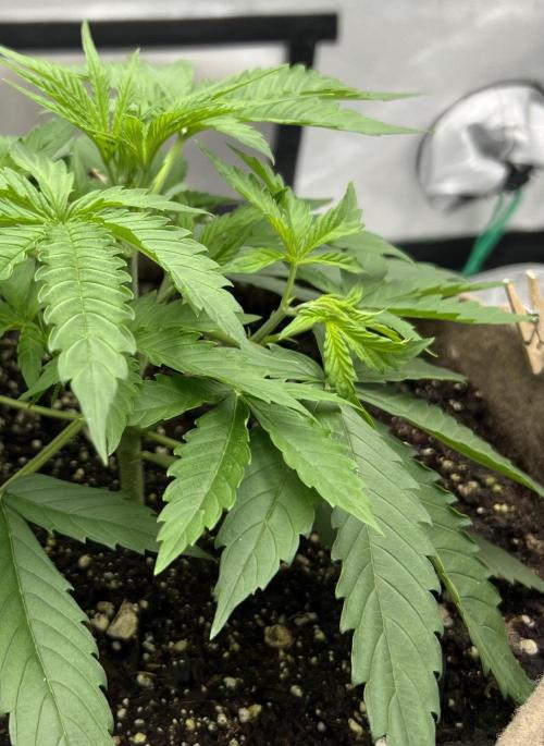 All in the Berries. Week 2 - Day 20
Started leaf tucking today 