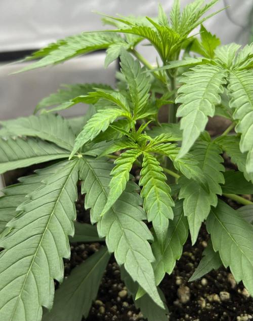 All in the Berries. Week 2 - Day 20
6 inches tall 