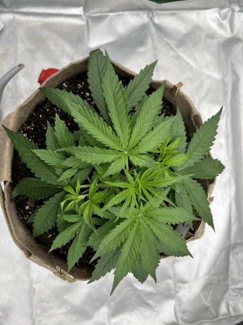 All in the Berries. Week 2 - Day 20