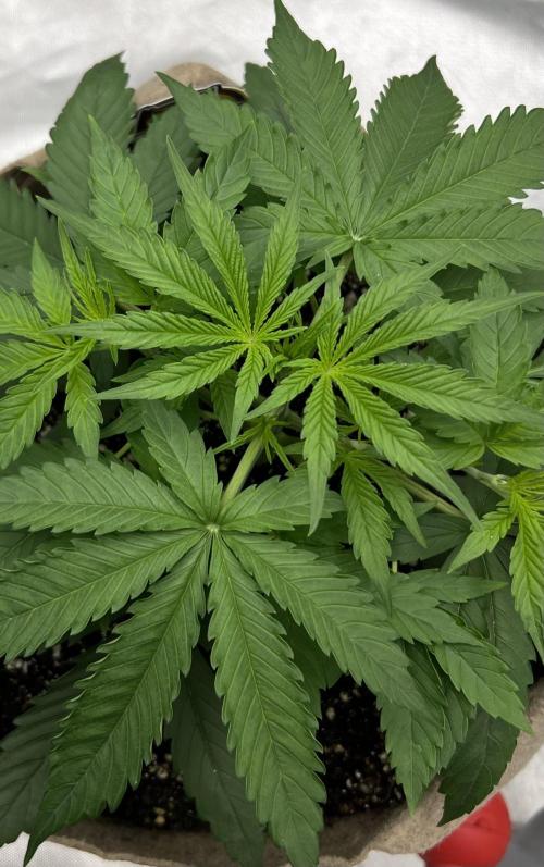 All in the Berries. Week 3 - Day 21
Leaf tucking started yesterday 