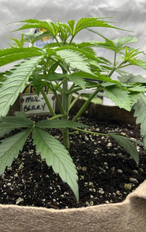 All in the Berries. Week 3 - Day 21
7 inches tall 
15 inches across 