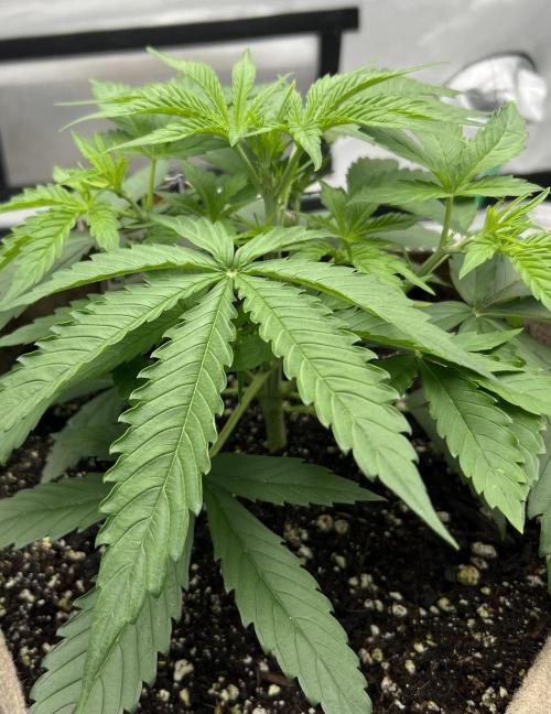 All in the Berries. Week 3 - Day 21
Satellite branches keeping pace with the main stem 