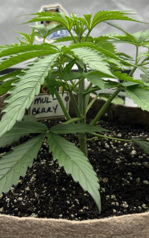 All in the Berries. Week 3 - Day 21
Great structure 