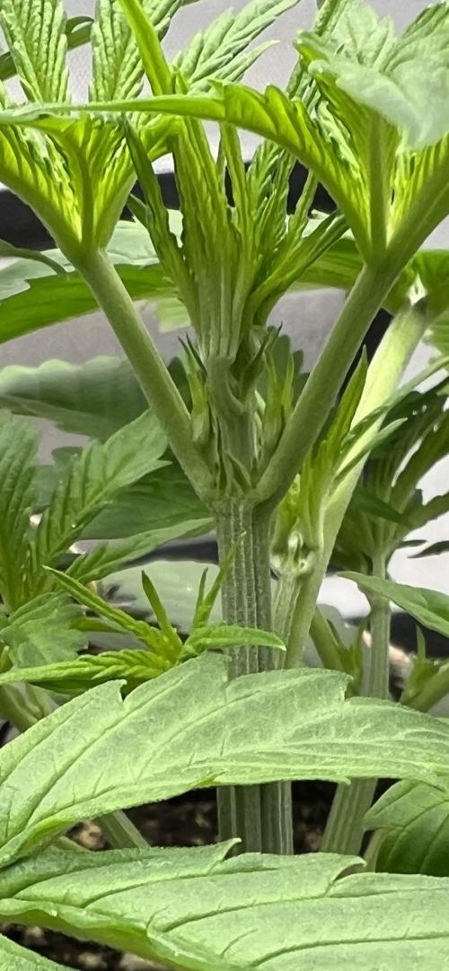 All in the Berries. Week 3 - Day 21
No pistils yet but female sex organs are forming 