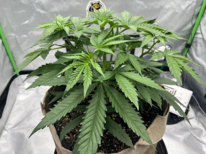 All in the Berries. Week 3 - Day 24
10 inches tall 