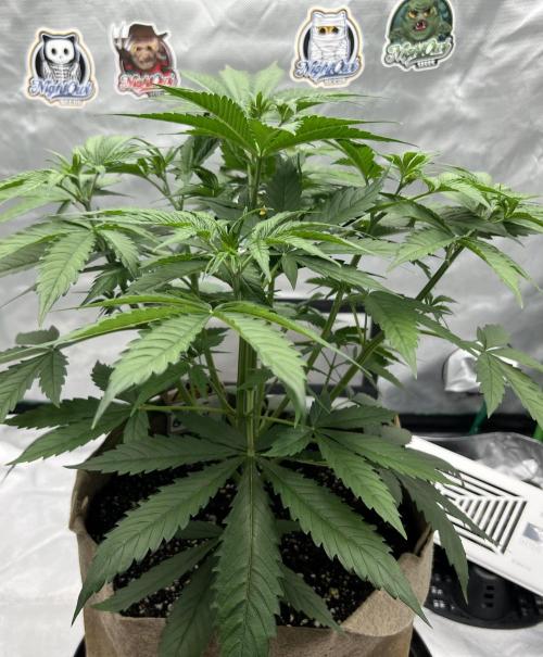 All in the Berries. Week 4 - Day28