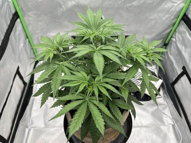 All in the Berries. Week 4 - Day28