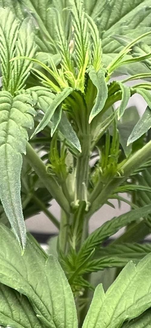 All in the Berries. Week 4 - Day 28