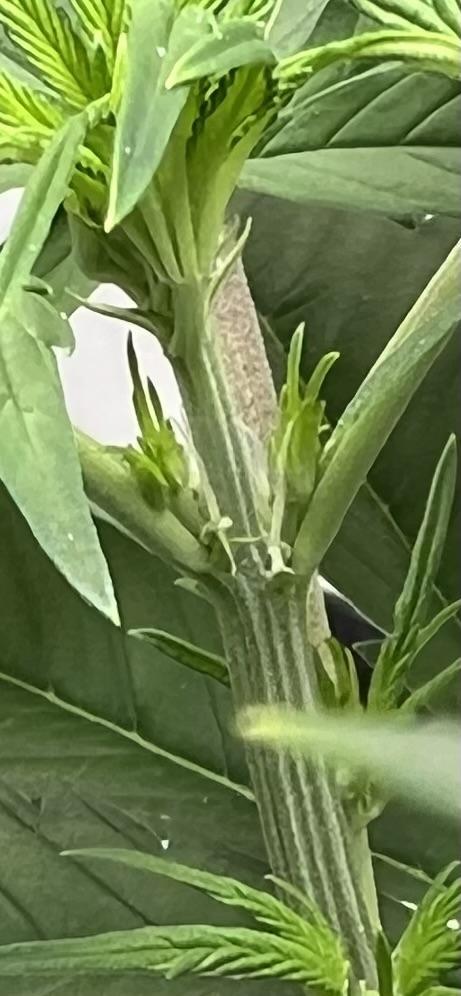 All in the Berries. Week 4 - Day28