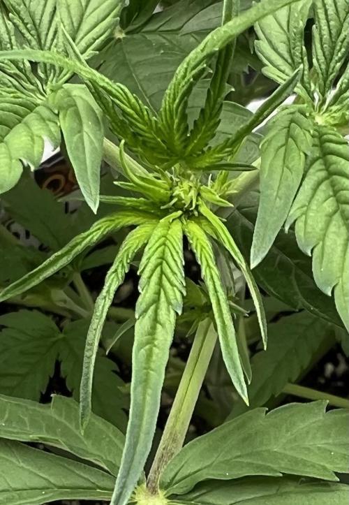 All in the Berries. Week 4 - Day28
Next week will be the first week of flower. 