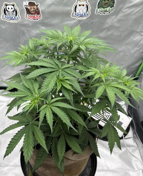 All in the Berries. Week 4 - Day 30
18 inches tall 