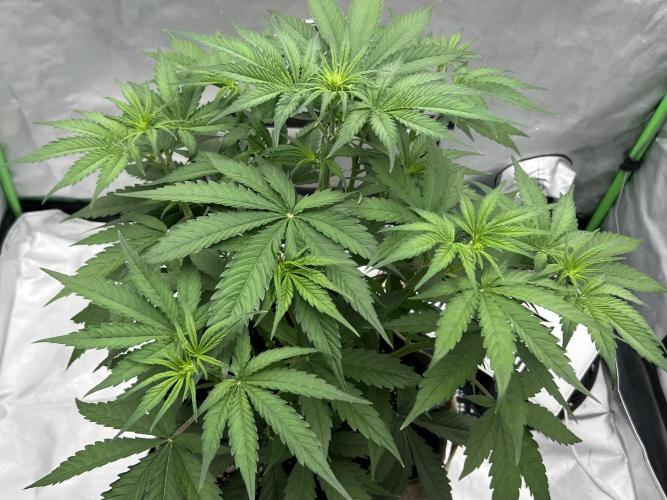 All in the Berries. Week 4 - Day 30 