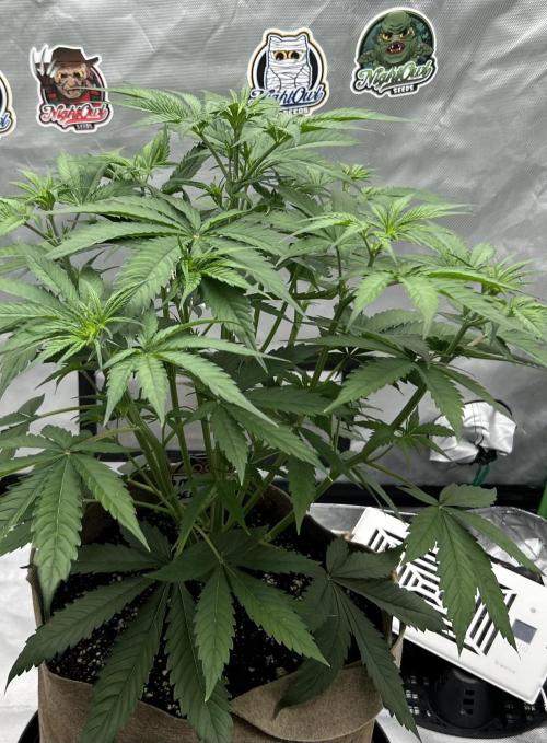 All in the Berries. Week 4 - Day 30