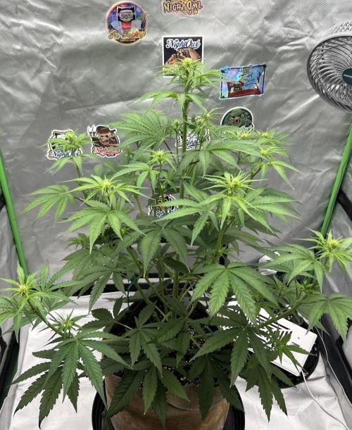 All in the Berries. Week 5 - Day 35
28 inches tall 